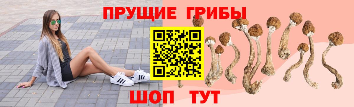 Псилоцибиновые грибы мицелий Гусиноозёрск